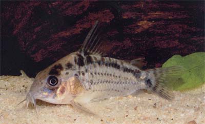 Corydoras sp. C100